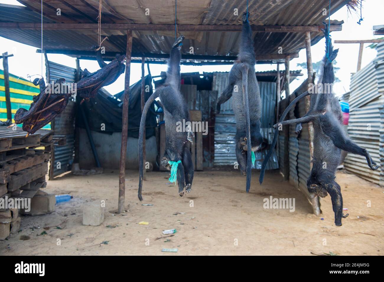 Tote Affen zu verkaufen, Kwanza Norte, Angola Stockfoto