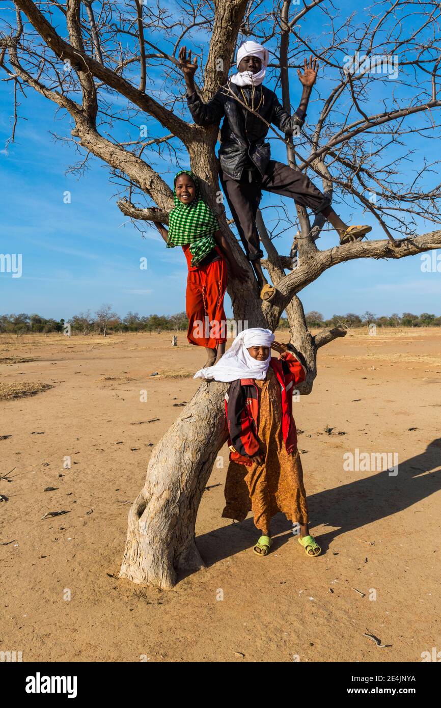 Lokale Kinder posieren auf einem trockenen Baum, Beduinen, Sahel, Tschad Stockfoto