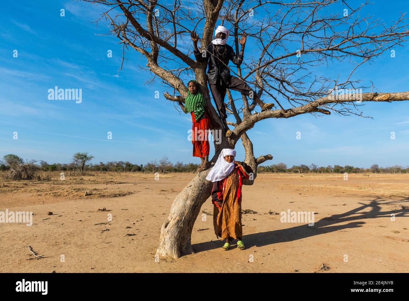 Lokale Kinder posieren auf einem trockenen Baum, Beduinen, Sahel, Tschad Stockfoto