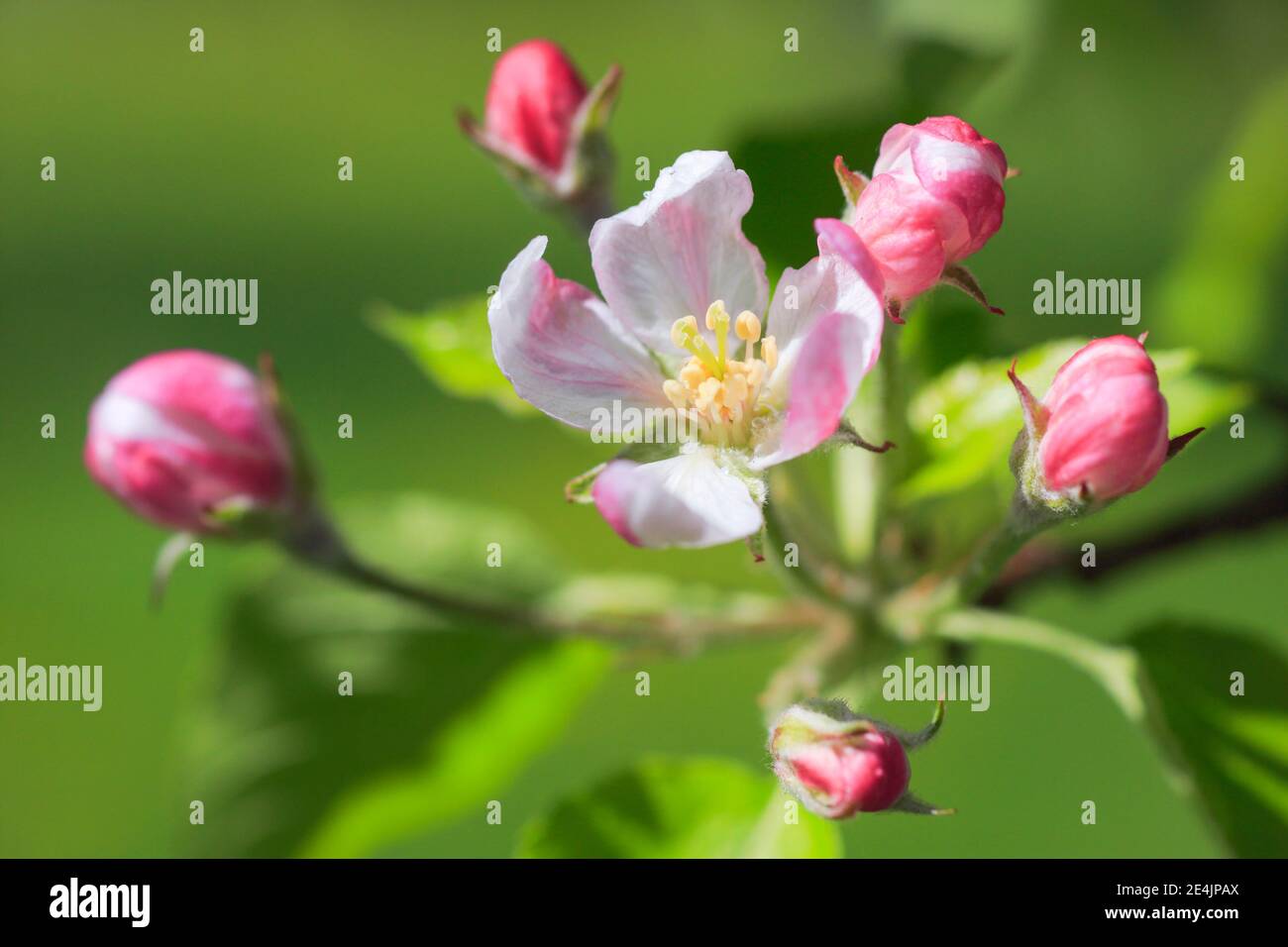 Apfelbaum blüht im Frühling, Schweiz Stockfoto