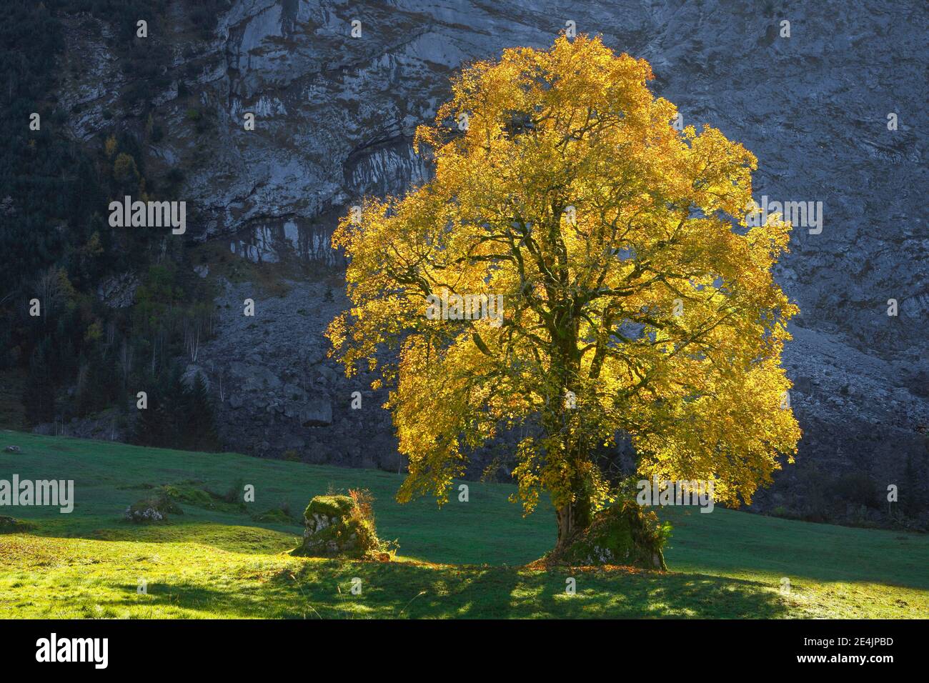 Mountain Ahorn, Acer pseudoplatanus, Schweiz Stockfoto