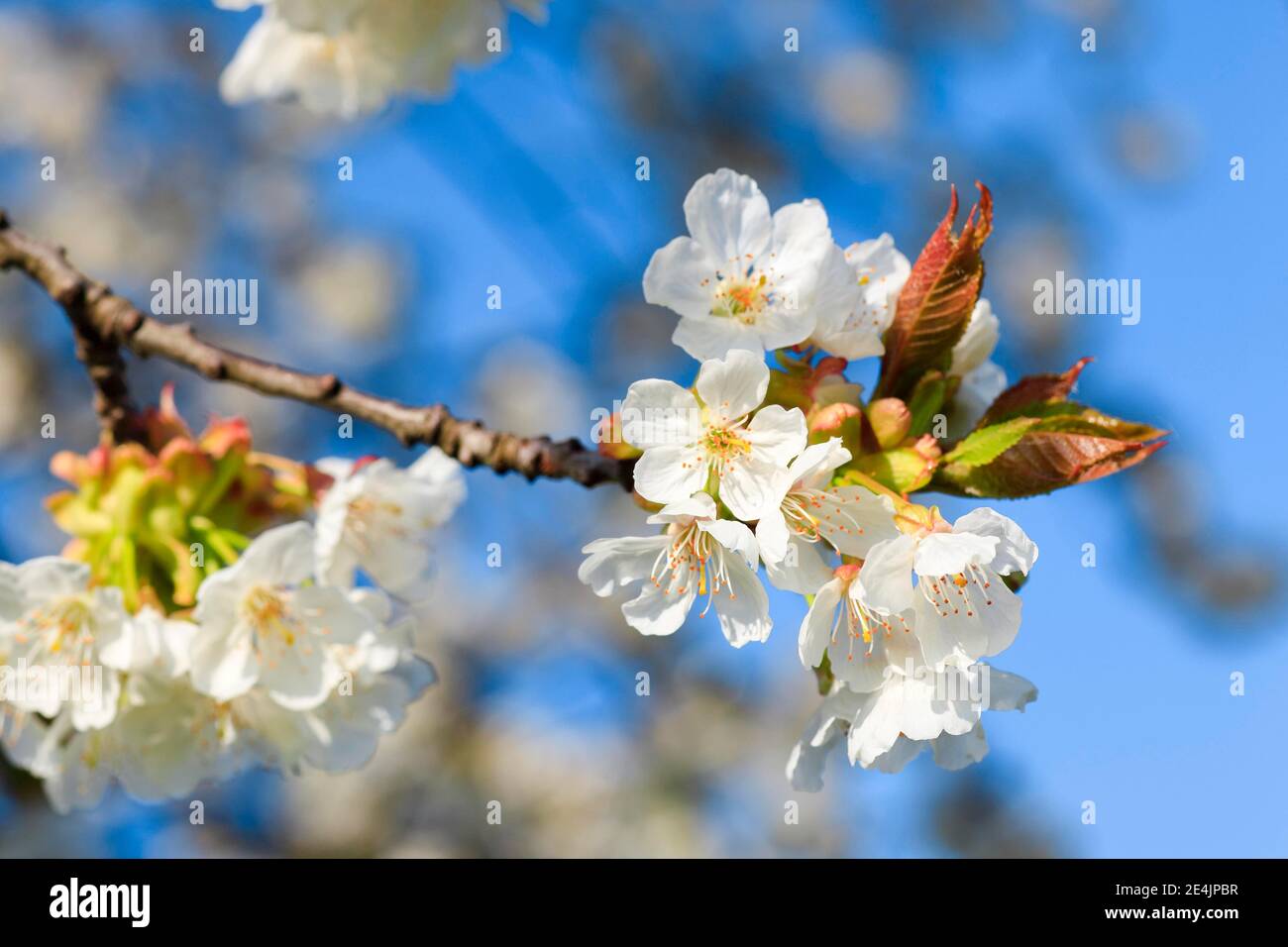 Apfelbaum blüht im Frühling, Schweiz Stockfoto
