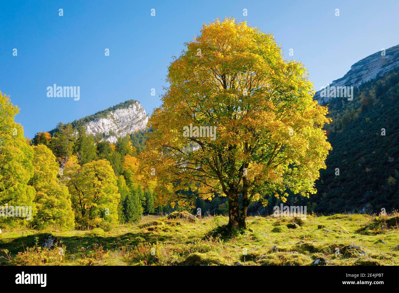 Mountain Ahorn, Acer pseudoplatanus, Schweiz Stockfoto