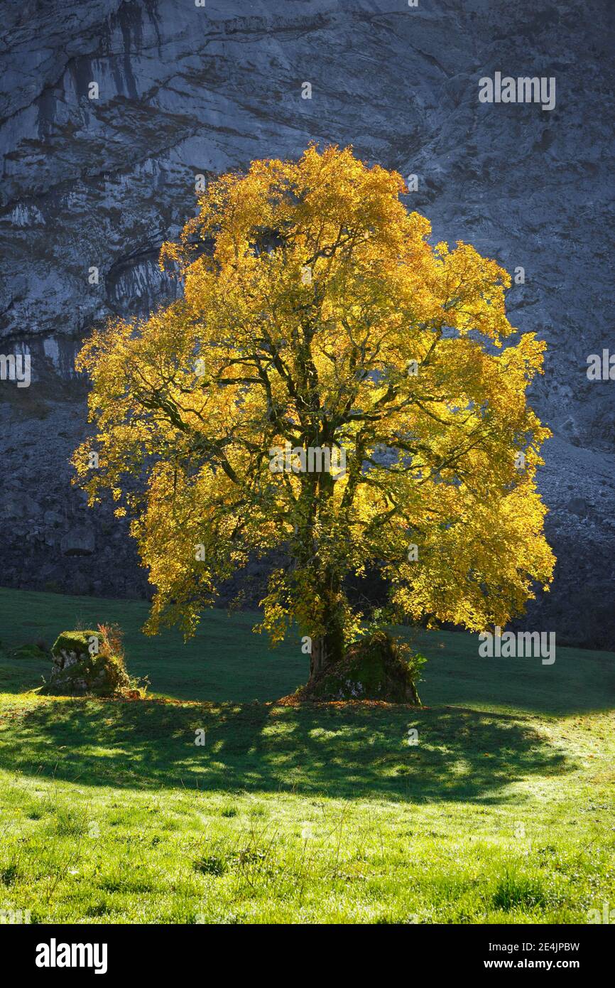 Mountain Ahorn, Acer pseudoplatanus, Schweiz Stockfoto
