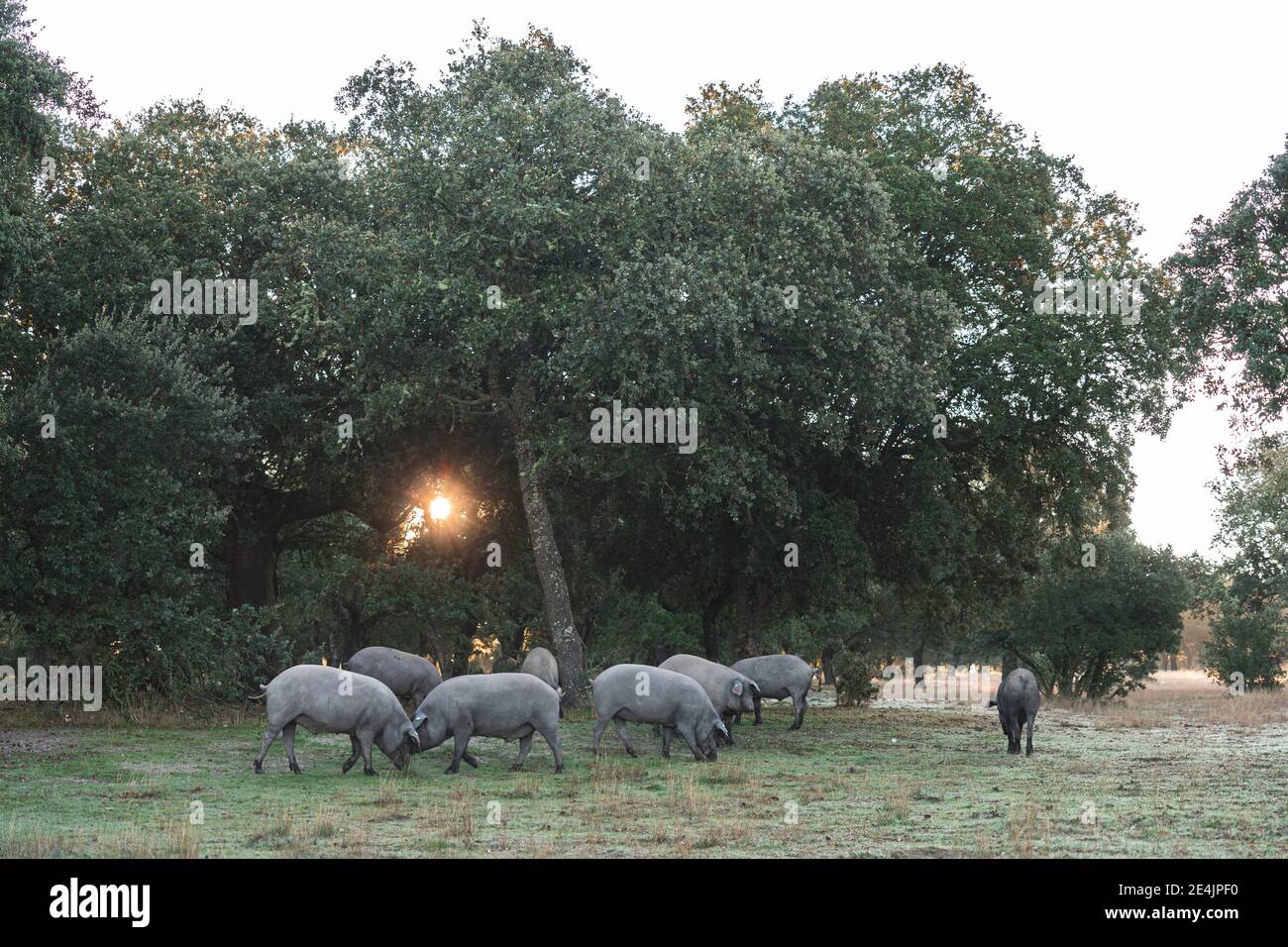 Iberische Schweine grasen auf dem Bauernhof unter Stecheiche Stockfoto