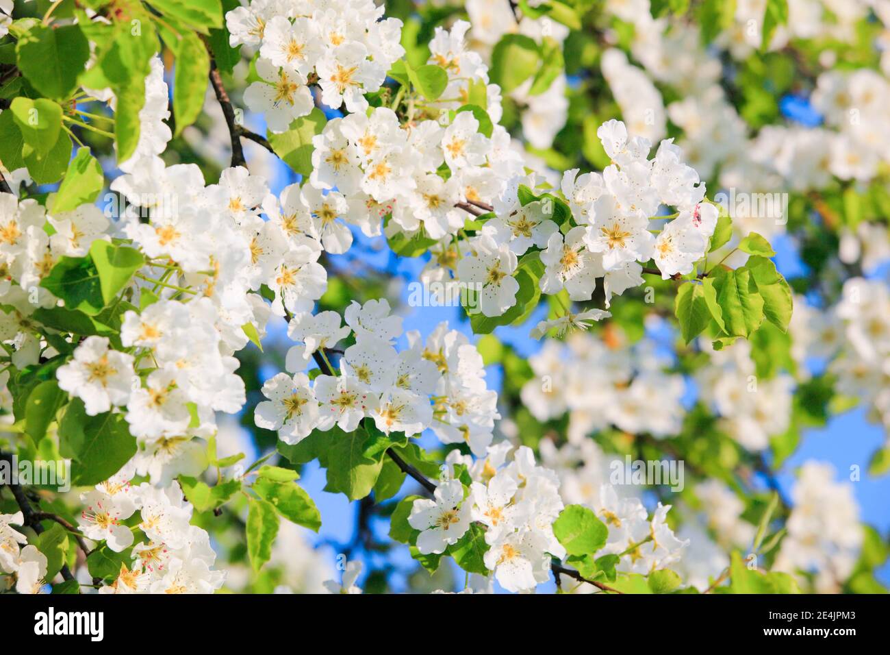 Blühender Birnenbaum im Frühling, Schweiz Stockfoto