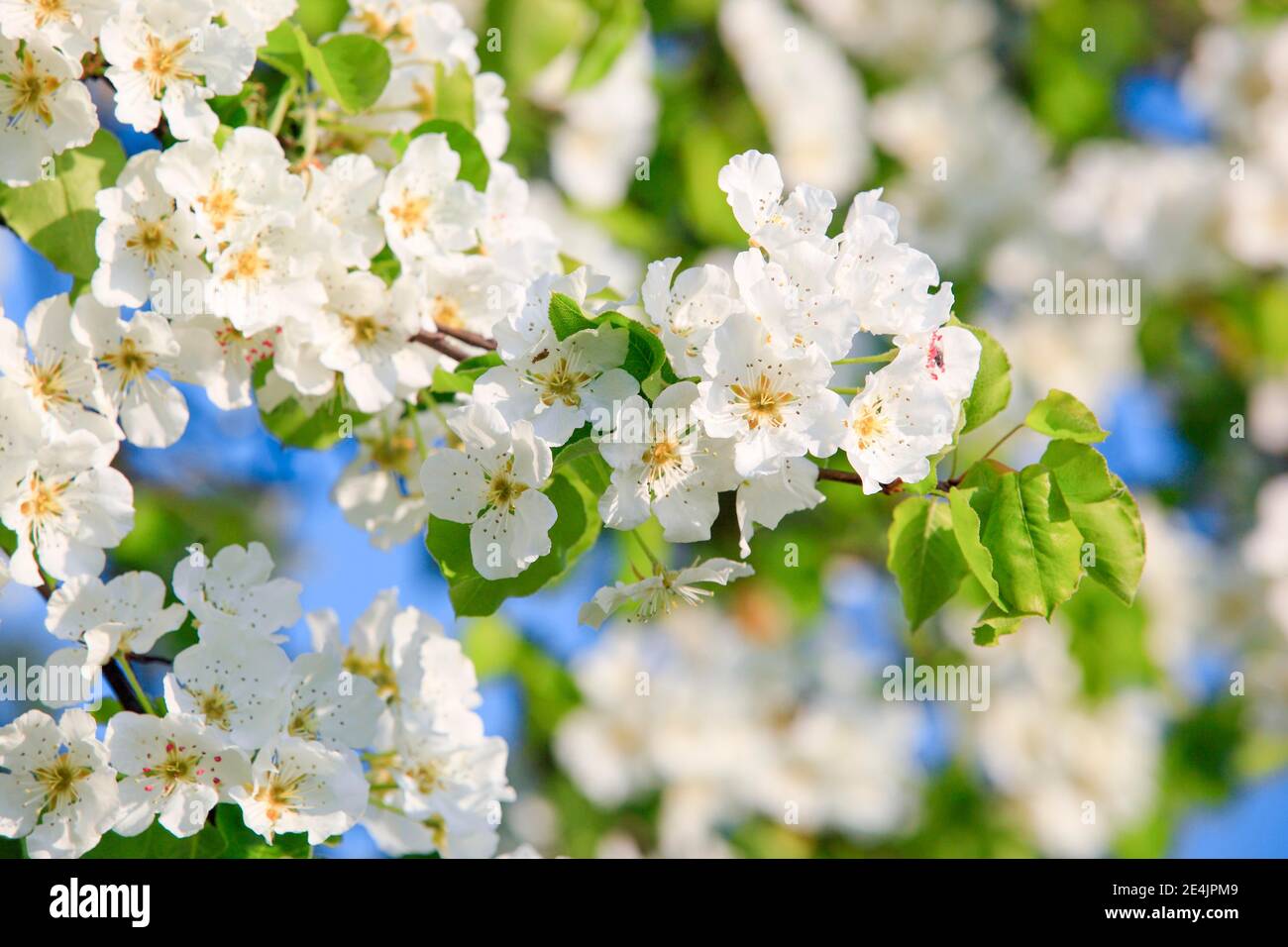 Blühender Birnenbaum im Frühling, Schweiz Stockfoto