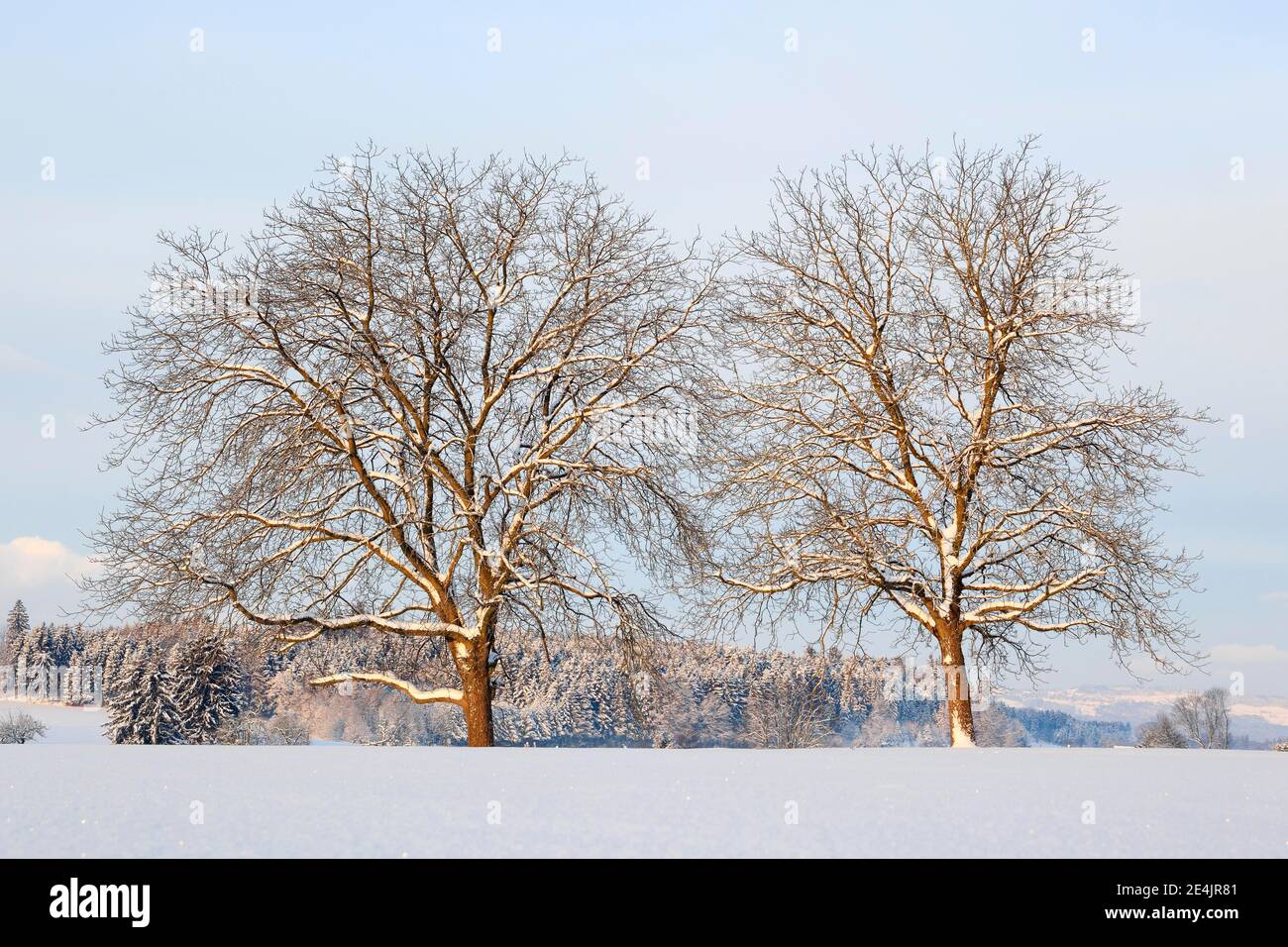 Kleinblättrige Lime (Tilia cordata), Linde Mühle, Linde, im Winter, Schweiz Stockfoto