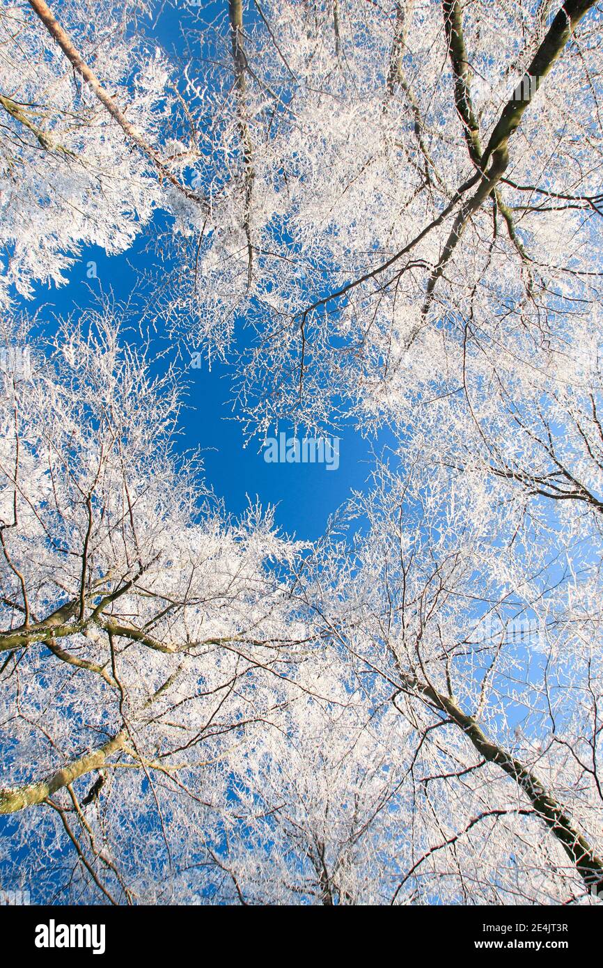 Baumstämme im Wald im Winter, mit Raureif, Froschperspektive, Schweiz Stockfoto
