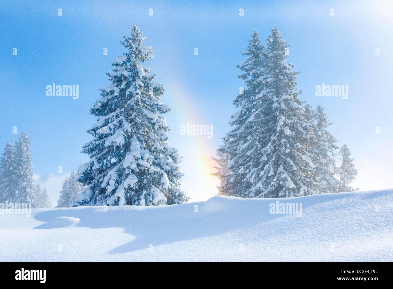 Verschneite Tannen mit Regenbogen, Schweiz Stockfoto