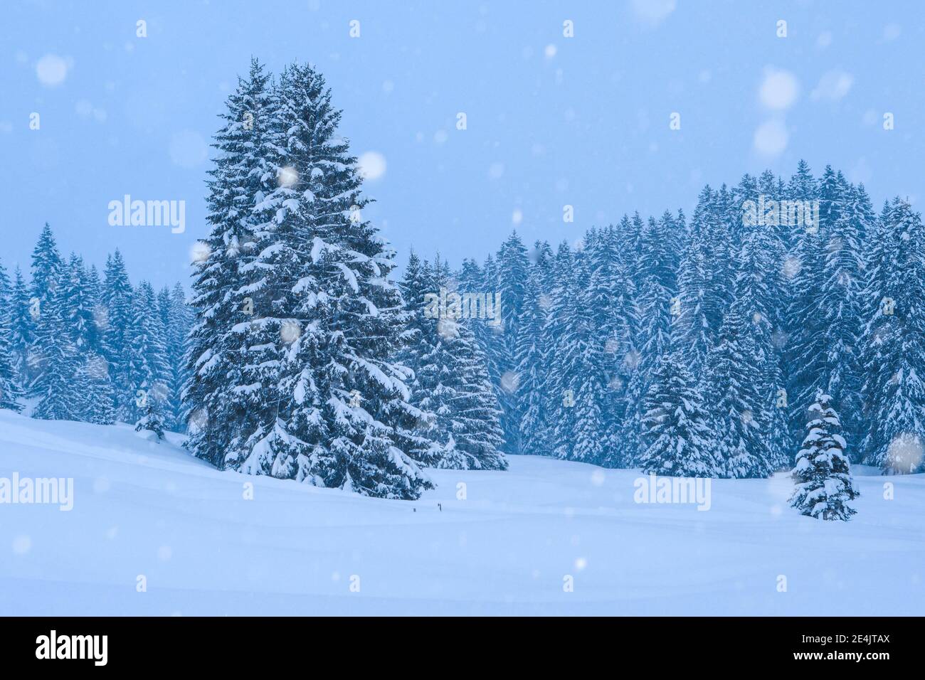 Schneebedeckte Tannen bei Schneefall, Schweiz Stockfoto