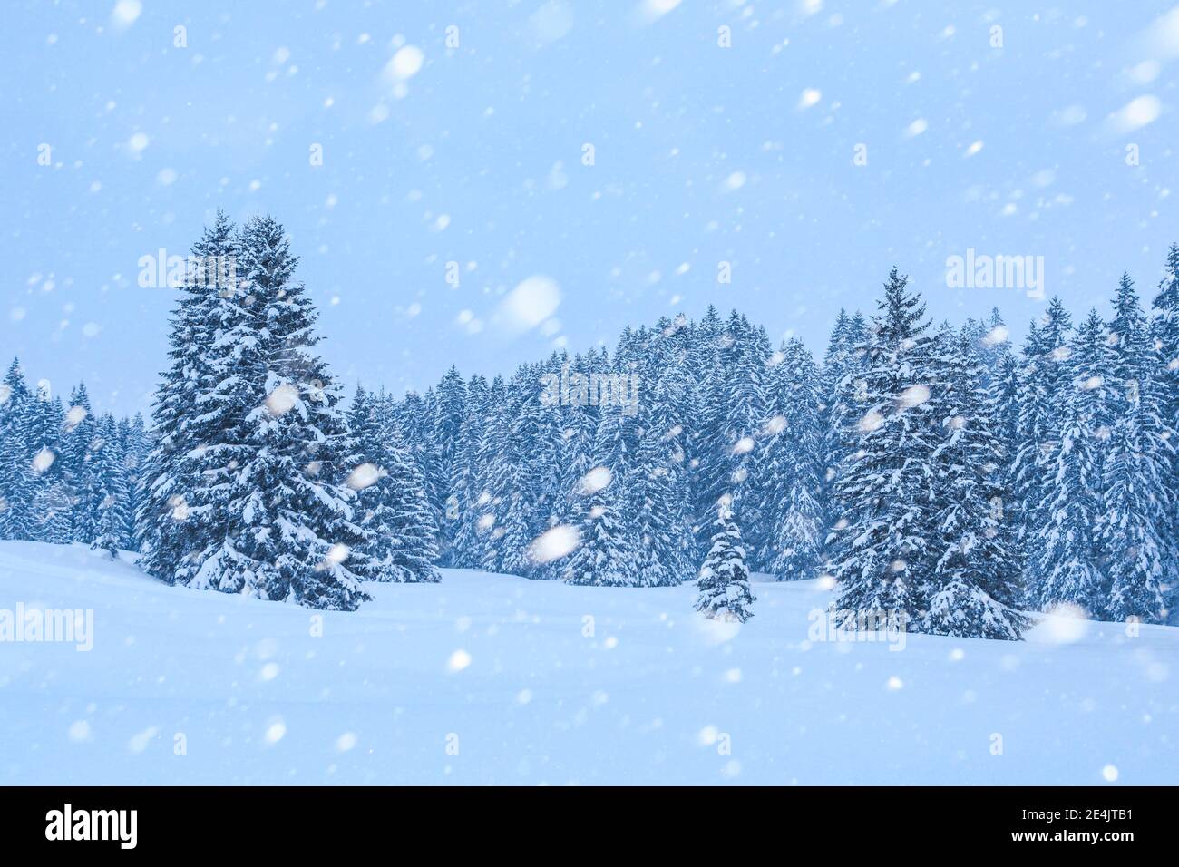 Schneebedeckte Tannen bei Schneefall, Schweiz Stockfoto