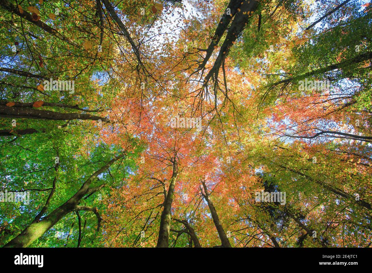 Wald im Herbst, Schweiz Stockfoto