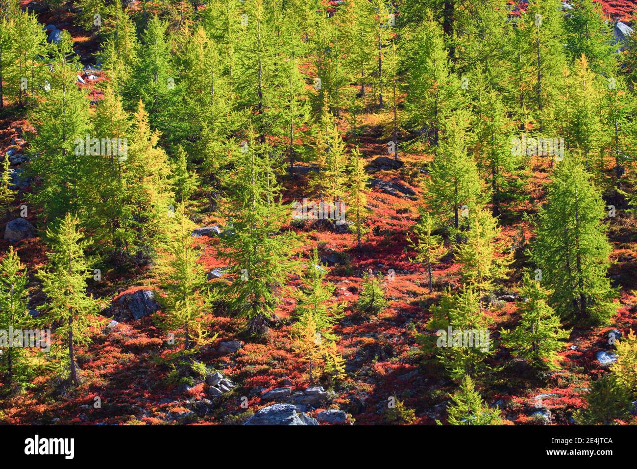 Alpenflora im Herbst, Wallis, Schweiz Stockfoto