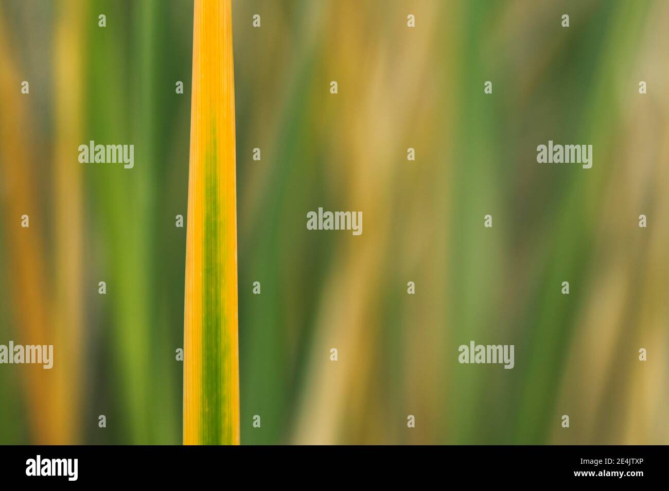 Marram Grass, Insel Düne, Helgoland, Deutschland Stockfoto