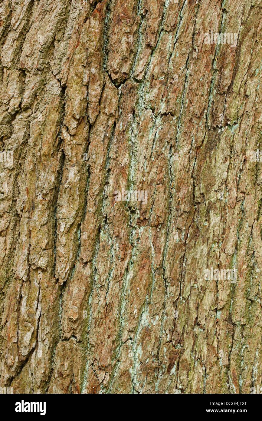 Detail aus Eichenrinde, England, Großbritannien Stockfoto