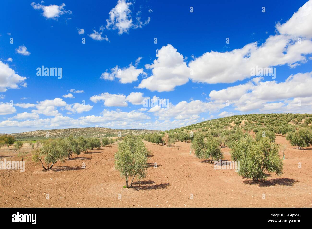 Olivenhaine entlang der A311, zwischen Andujar und Jaen, Provinz Jaen, Andalusien, Spanien Stockfoto