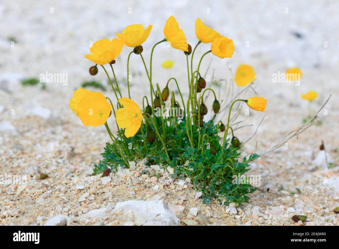 Mohn (Papaver), Rhätischer Mohn rhaeticum, Alpen Stockfoto