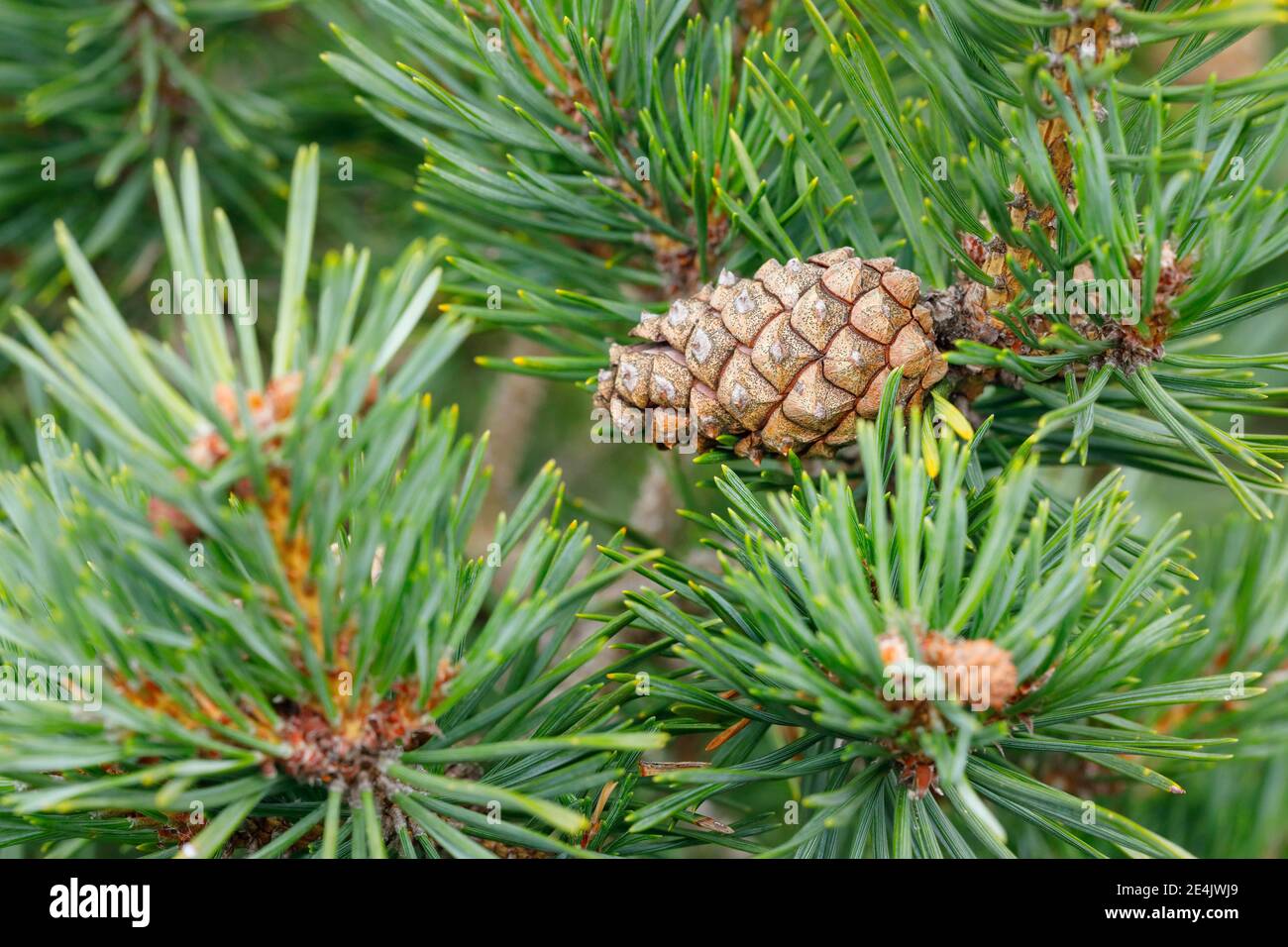 Schottenkiefer (Pinus sylvestris) Zapfen Stockfoto