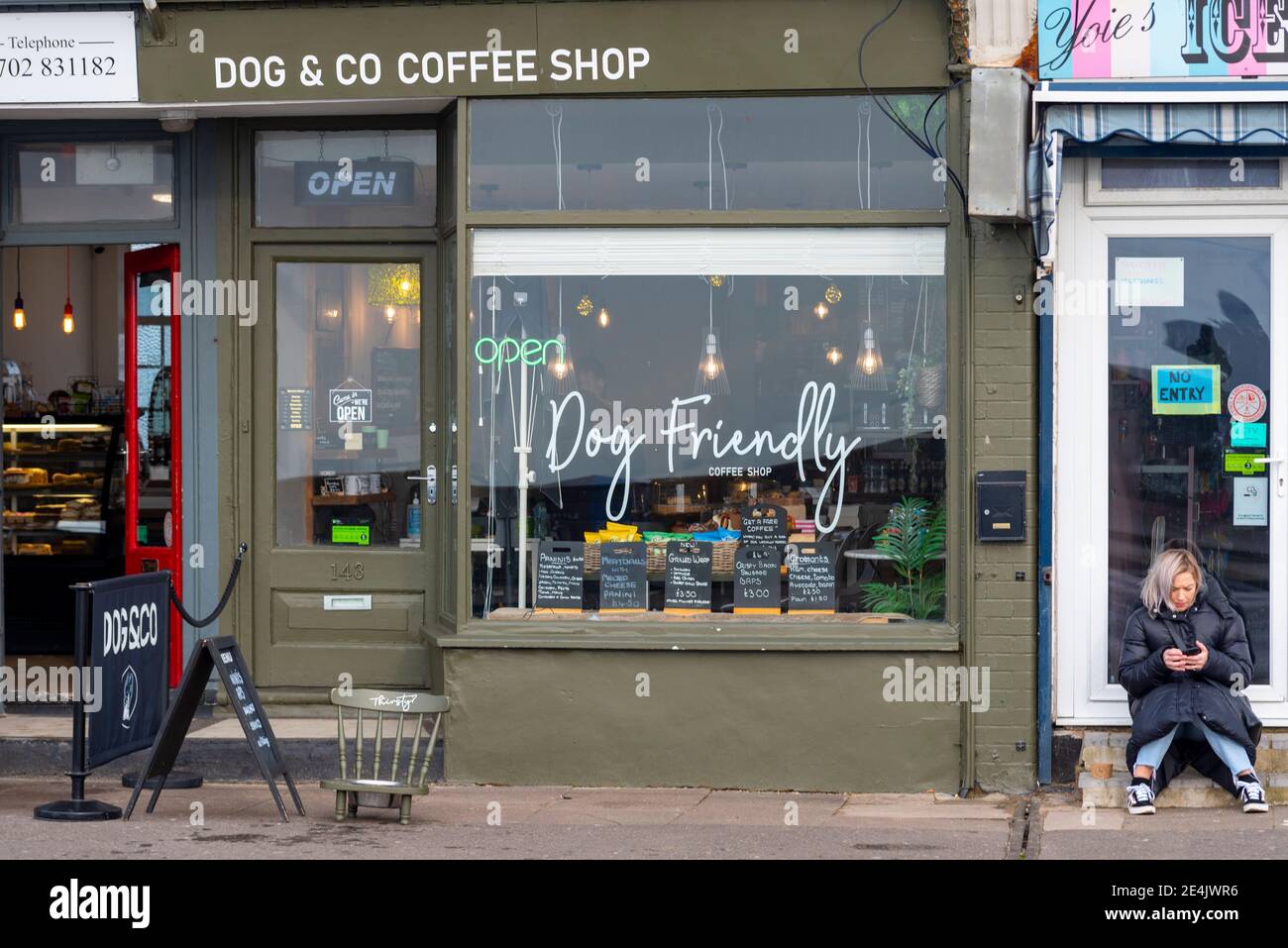 Hundefreundliches Café, Café in Southend on Sea, Essex, Großbritannien. Fensteranzeige. Hund & Co Stockfoto