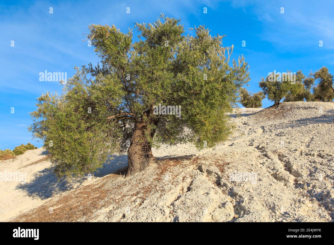 Olvenbaum (Olea) europaea, Spanien Stockfoto