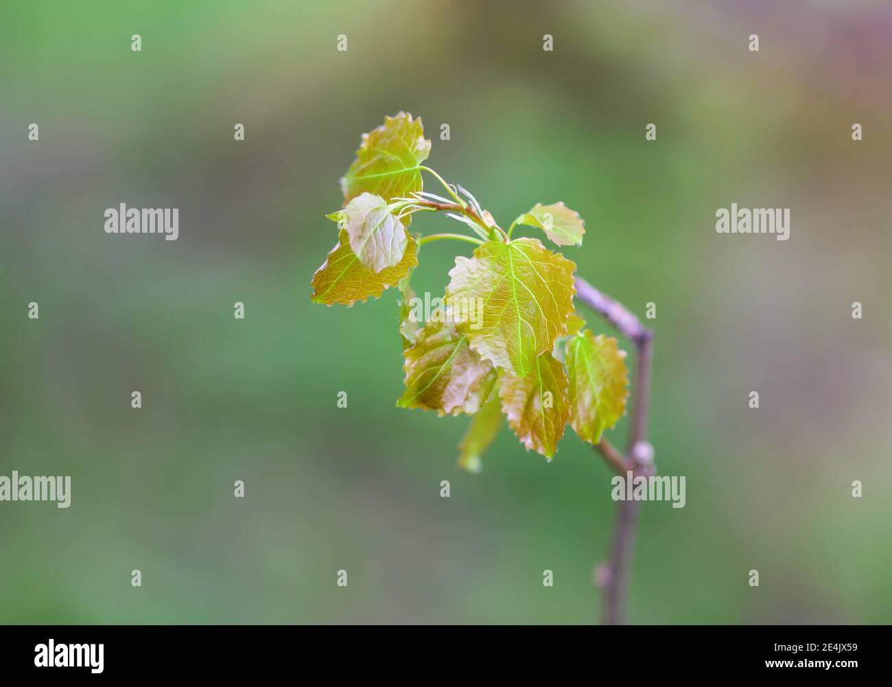 Junge Eiche Zweig mit grünen Blättern im frühen Frühjahr in Wald Stockfoto