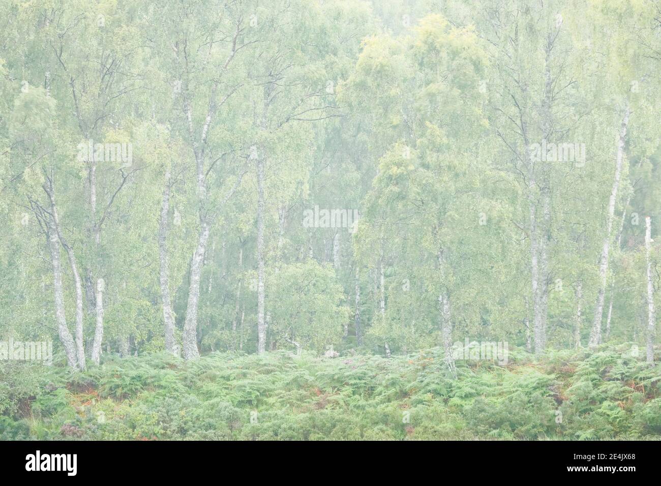 Birkenwald, Craigellachie National Nature Reserve, Schottland, Großbritannien Stockfoto