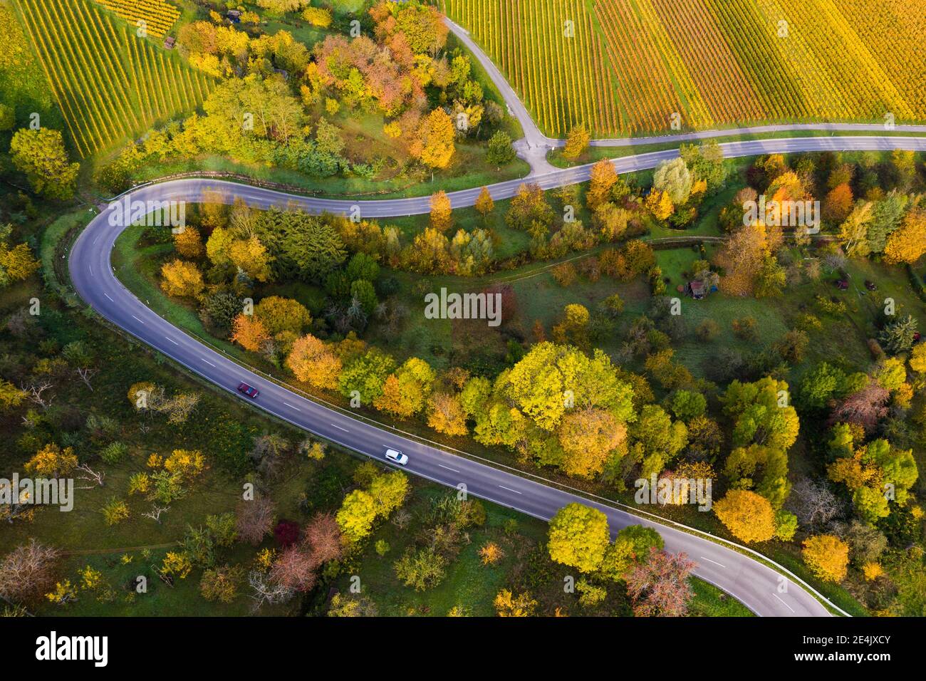 Luftaufnahme der Landstraße, die sich zwischen den herbstlichen Weinbergen, Baden-Württemberg, Deutschland, schlängelt Stockfoto