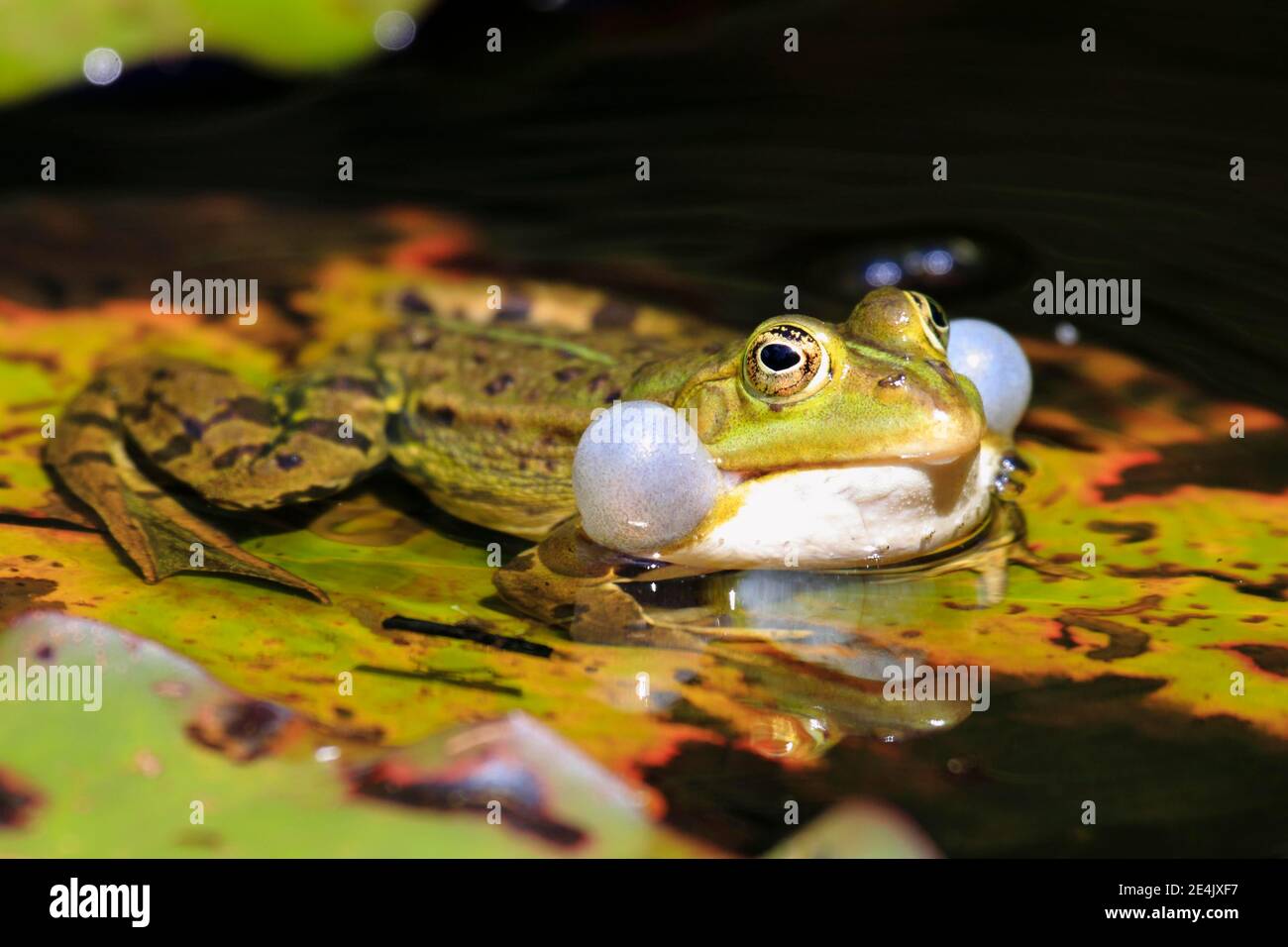 Grüner Frosch, gemeinsamer Schwimmbadfrosch (Rana esculenta), Schweiz Stockfoto