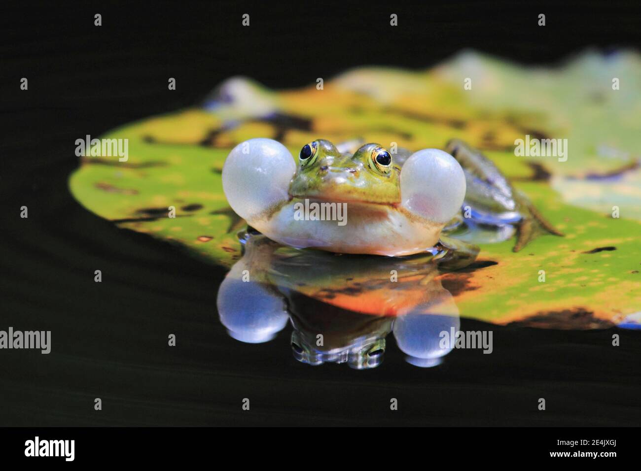 Grüner Frosch, gemeinsamer Schwimmbadfrosch (Rana esculenta), Schweiz Stockfoto