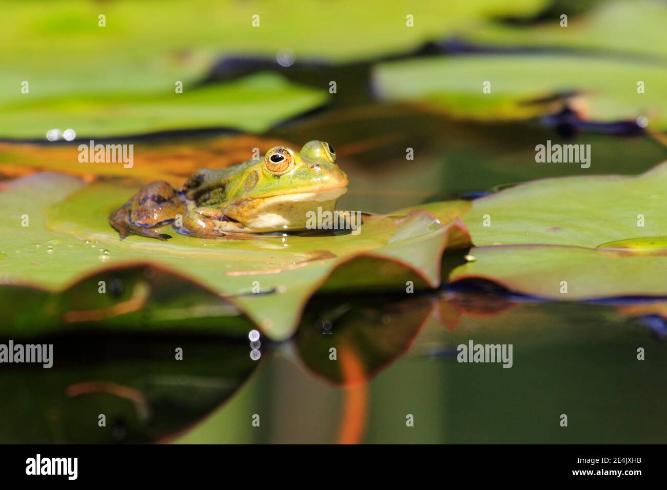 Grüner Frosch, gemeinsamer Schwimmbadfrosch (Rana esculenta), Schweiz Stockfoto