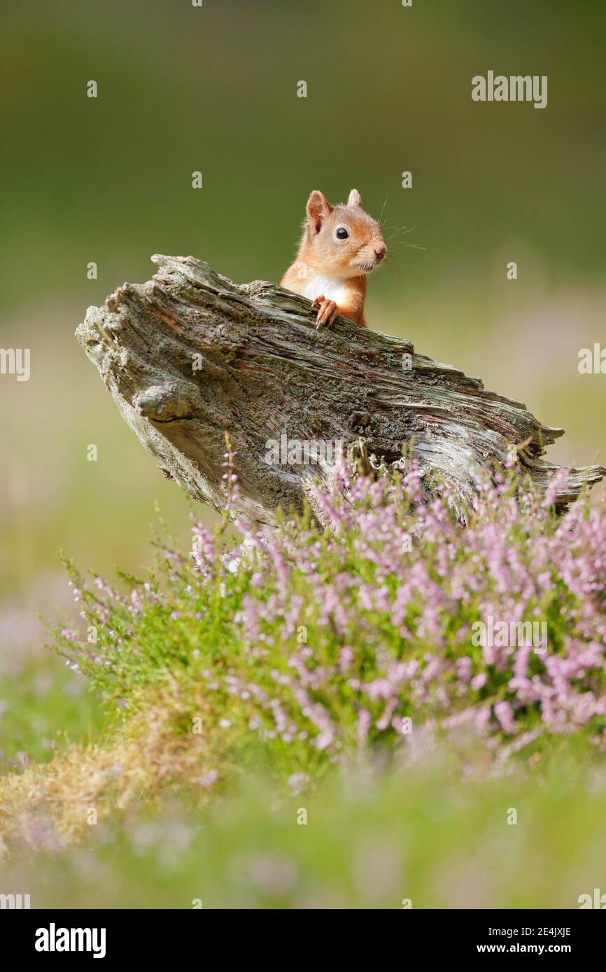 Eurasian Red Squirrel (Sciurus vulgaris), Schottland, Vereinigtes Königreich Stockfoto