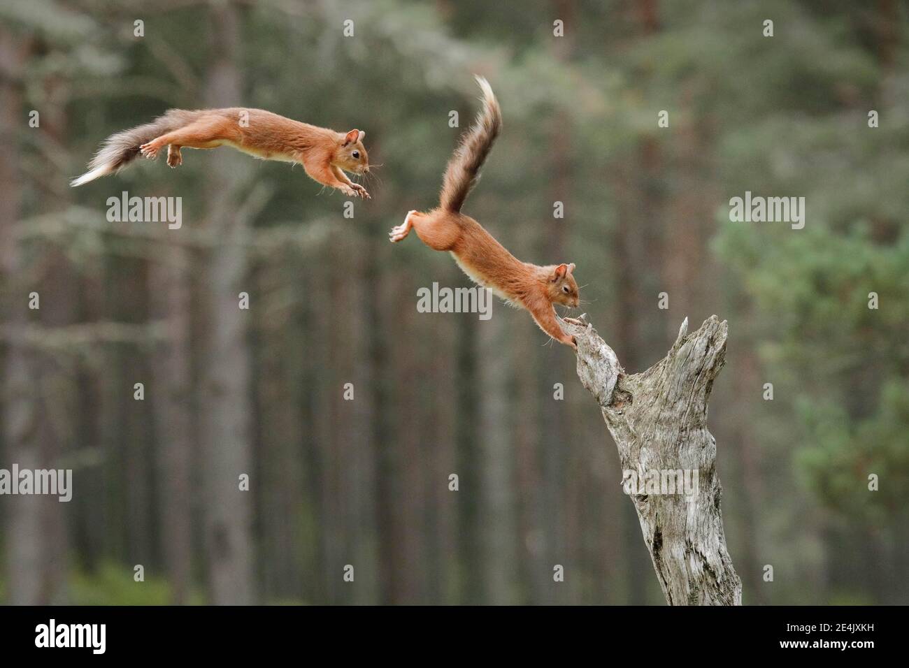 Eichhörnchen (Sciurus Vulgaris) Stockfoto
