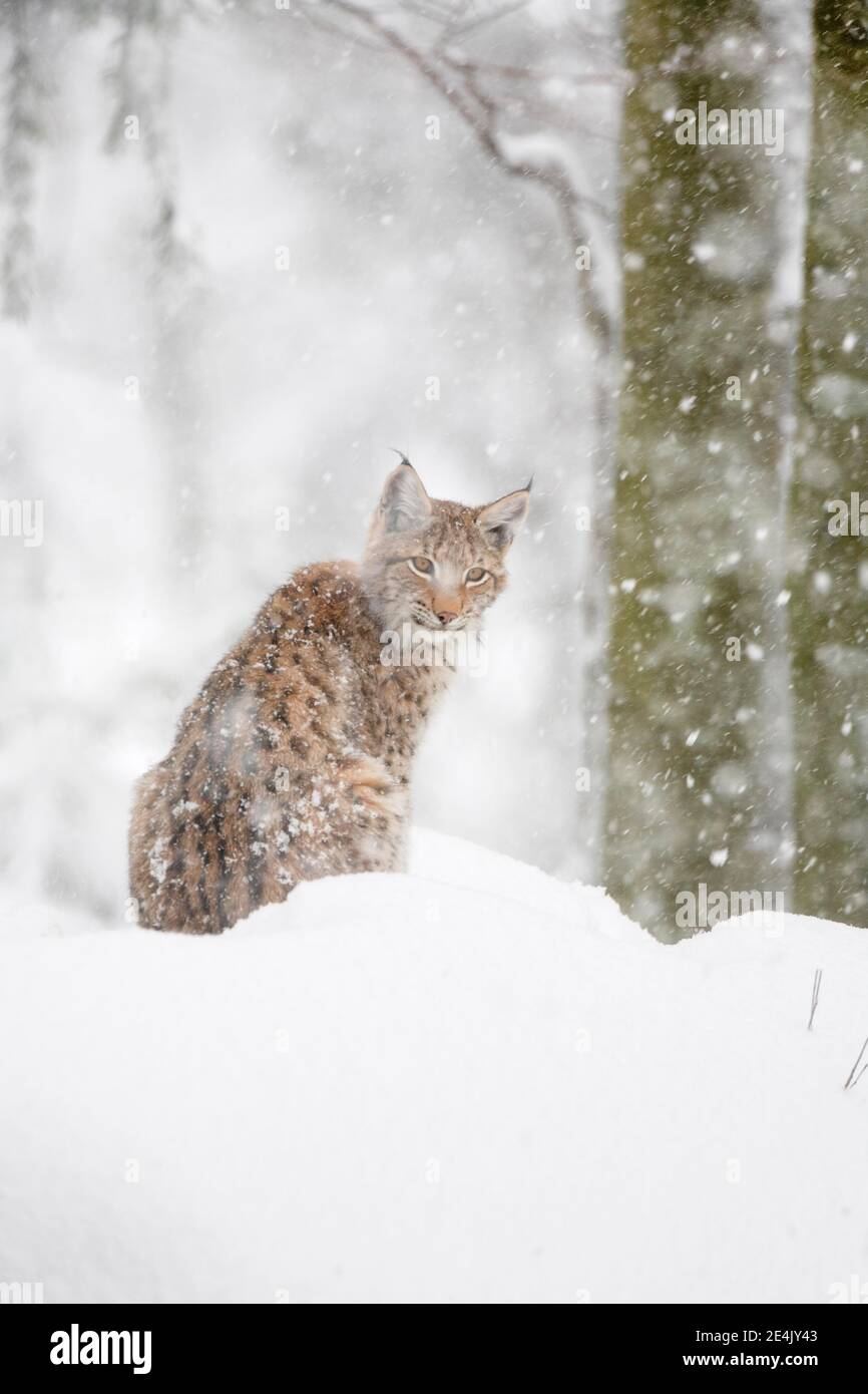 Eurasischer Luchs (Luchs Luchs), im Winter, Nationalpark Bayerischer Wald, Deutschland Stockfoto