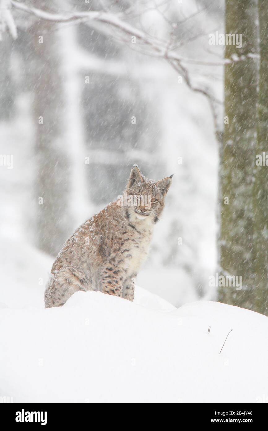 Eurasischer Luchs (Luchs Luchs), im Winter, Nationalpark Bayerischer Wald, Deutschland Stockfoto