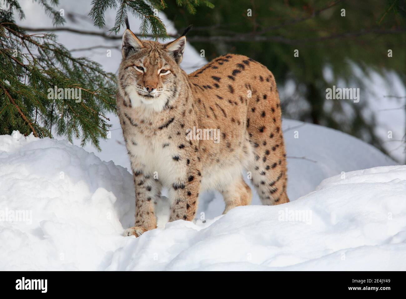 Luchs, Eurasischer Luchs, Eurasischer Luchs (Luchs), Europäischer Luchs, im Winter, Nationalpark Bayerischer Wald, Deutschland Stockfoto
