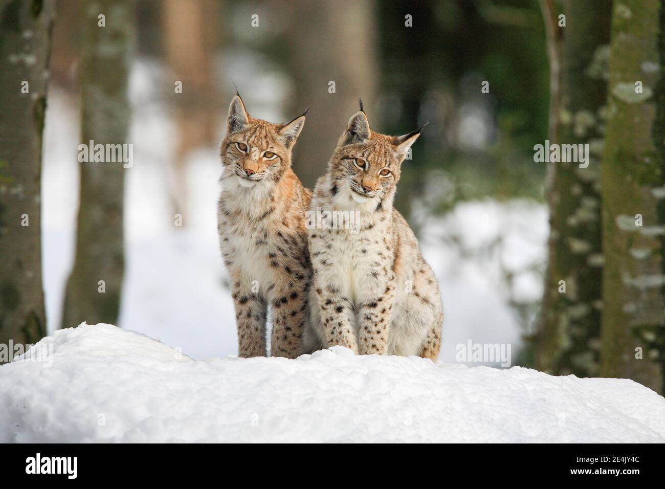 Eurasischer Luchs (Luchs Luchs), im Winter, Nationalpark Bayerischer Wald, Deutschland Stockfoto