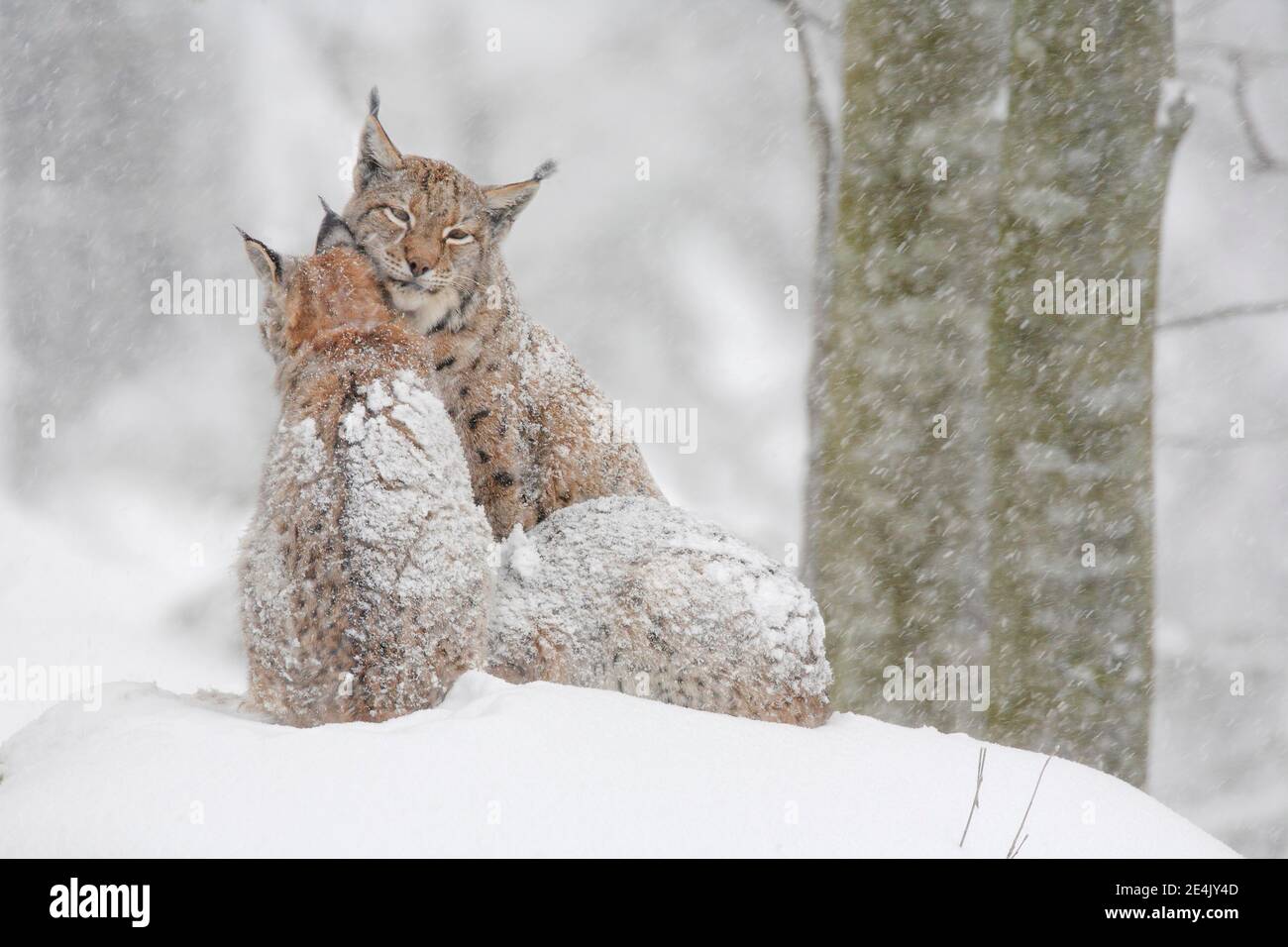 Eurasischer Luchs (Luchs Luchs), im Winter, Nationalpark Bayerischer Wald, Deutschland Stockfoto