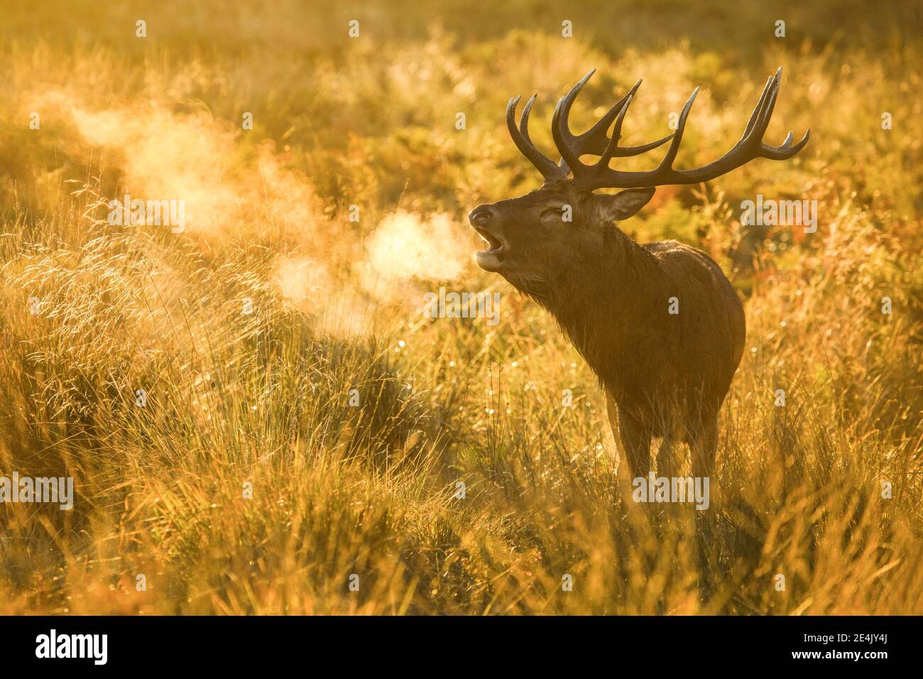 Rotwild im Richmond Park, England, Großbritannien Stockfoto