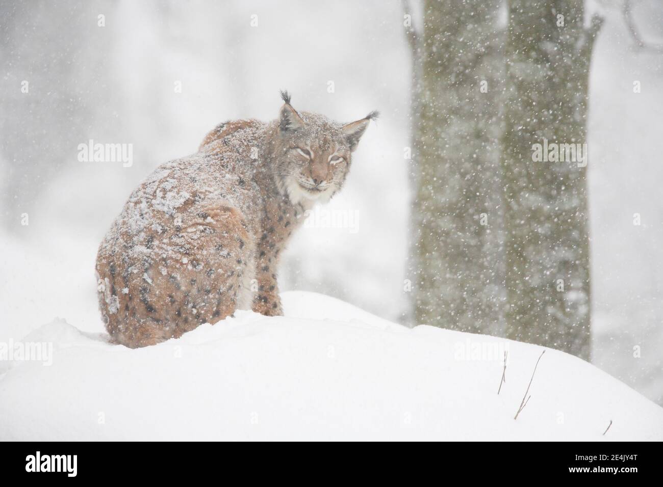 Eurasischer Luchs (Luchs Luchs), im Winter, Nationalpark Bayerischer Wald, Deutschland Stockfoto