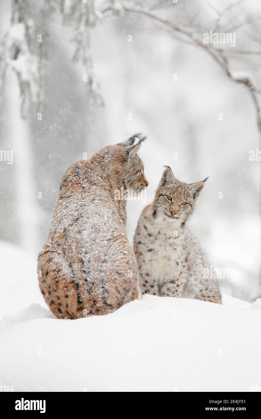 Eurasischer Luchs (Luchs Luchs), im Winter, Nationalpark Bayerischer Wald, Deutschland Stockfoto