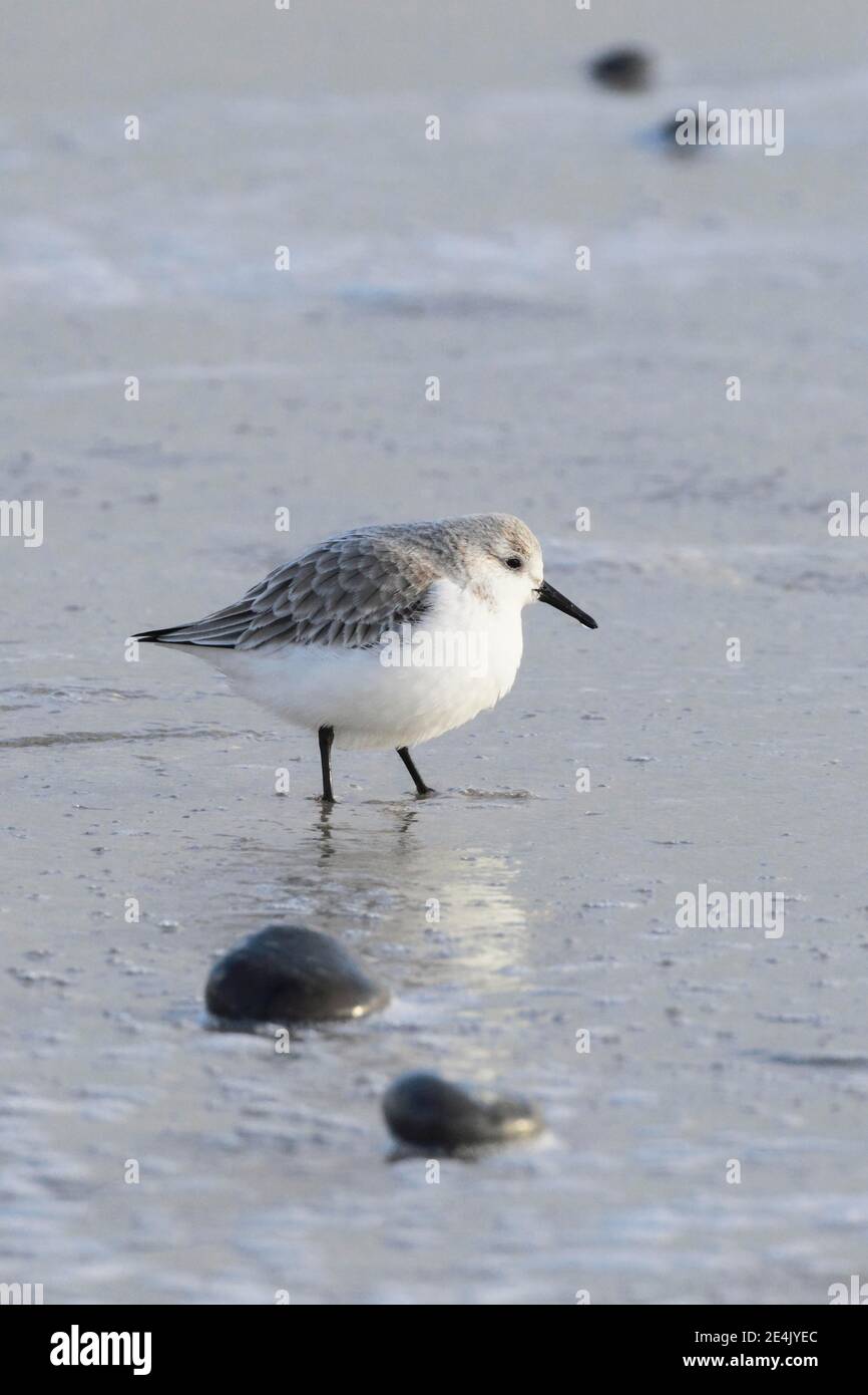 Sanderling, Calidris alba, Deutschland Stockfoto