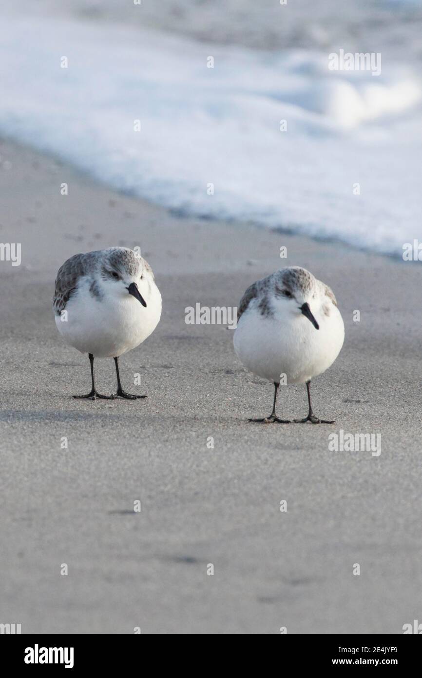 Sanderling, Calidris alba, Deutschland Stockfoto