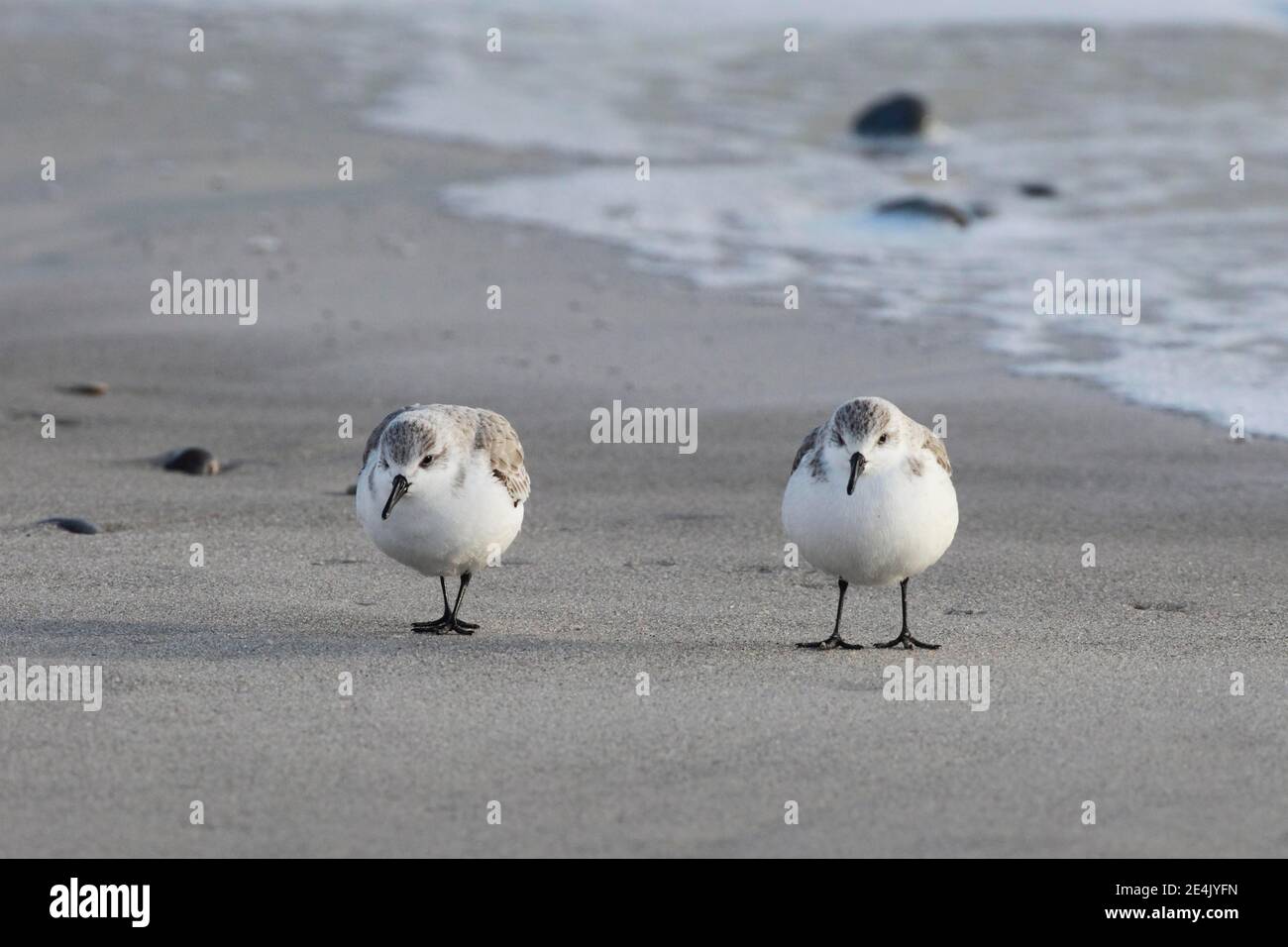 Sanderling, Calidris alba, Deutschland Stockfoto