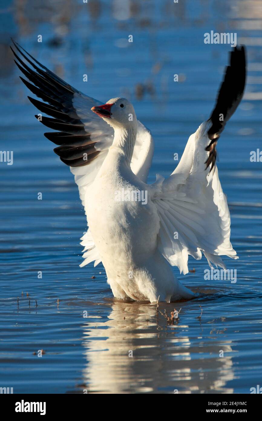 Schneegans (Anser caerulescens), USA Stockfoto