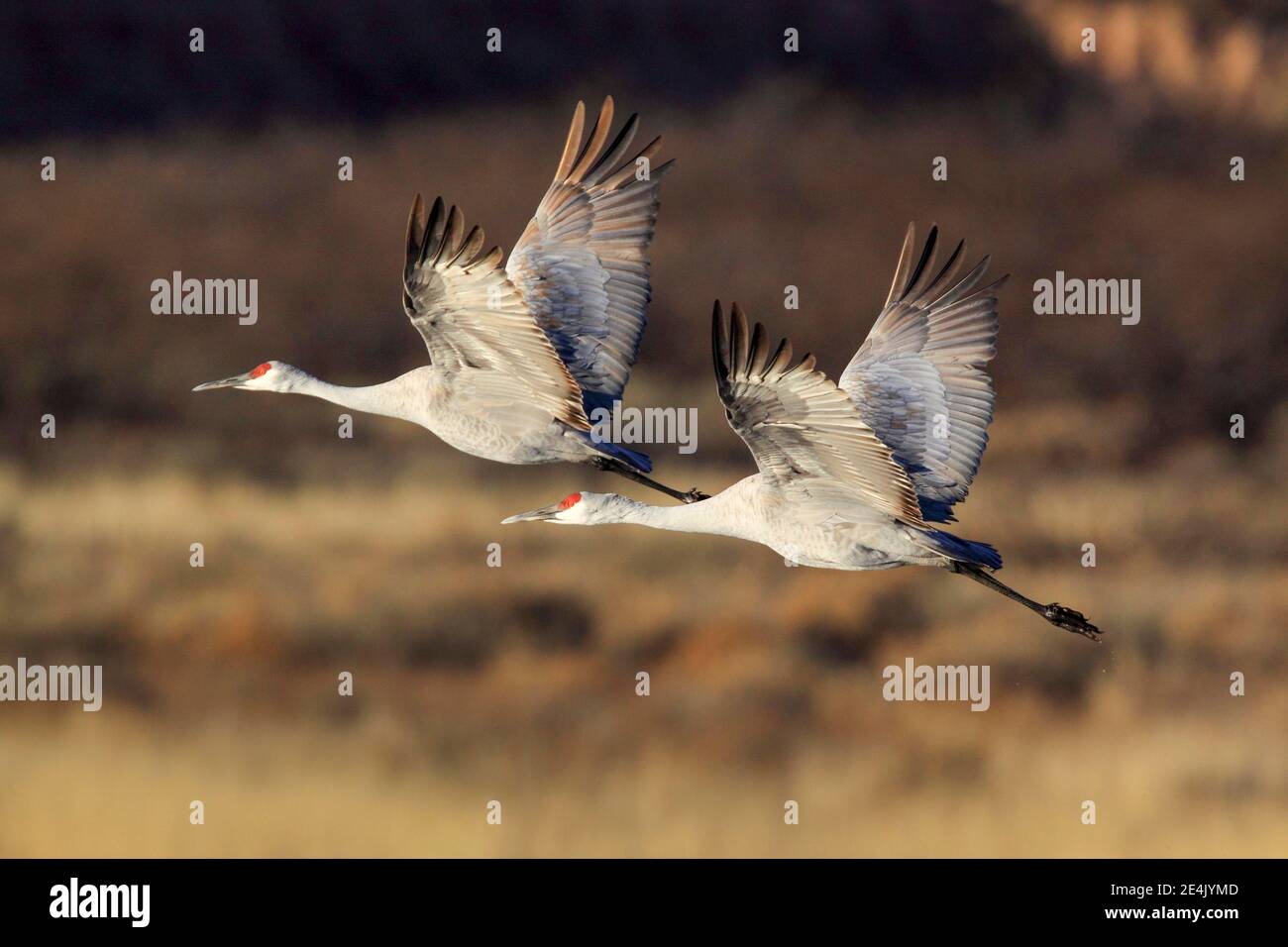 Sandhill Kran (Grus canadensis), Sandhill Kran, im Flug, Überwinterungsgebiet, Bosque del Apache National Wildlife Refuge, New Mexico, USA Stockfoto
