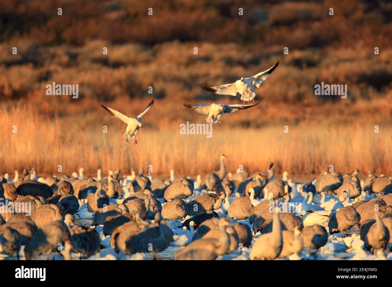 Schneegans (Anser caerulescens), Sandhill Kran, Grus canadensis, Kanada Kran, USA Stockfoto