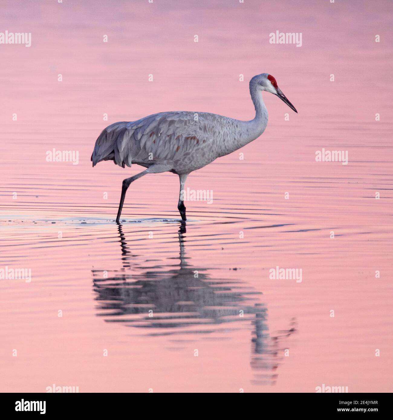 Sandhill Kran (Grus canadensis), New Mexico, USA Stockfoto