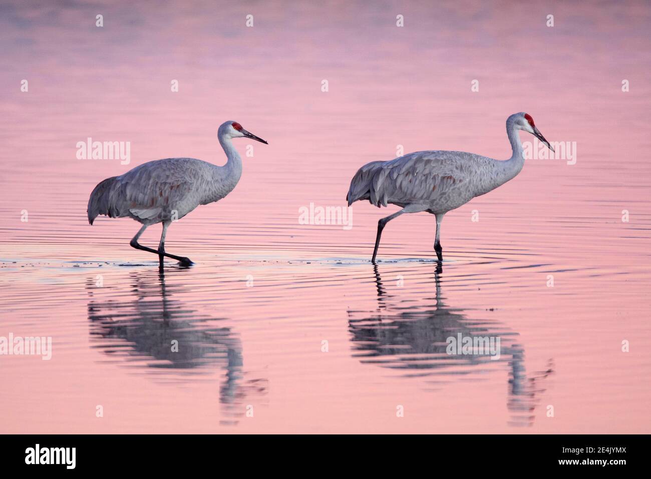 Sandhill Kran (Grus canadensis), Sandhill Kran, watend durch seichtes Wasser in der Dämmerung, Überwinterungsgebiet, Bosque del Apache National Wildlife Stockfoto