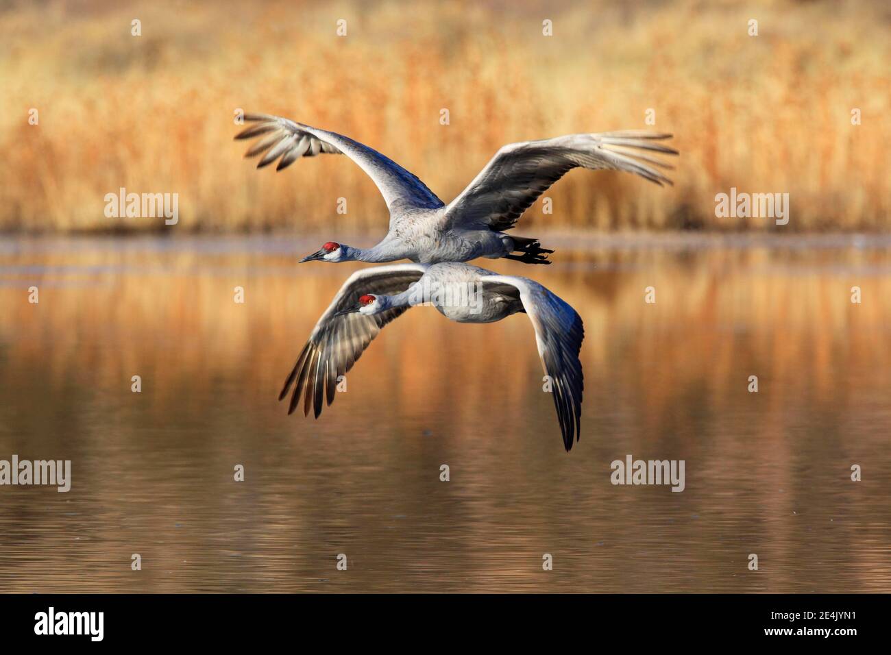 Sandhill Kran (Grus canadensis), Sandhill Kran, im Flug, Überwinterungsgebiet, Bosque del Apache National Wildlife Refuge, New Mexico, USA Stockfoto